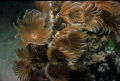   Social feather dusters Grahams Harbour San Salvador Island. Nikonos V. Island  
